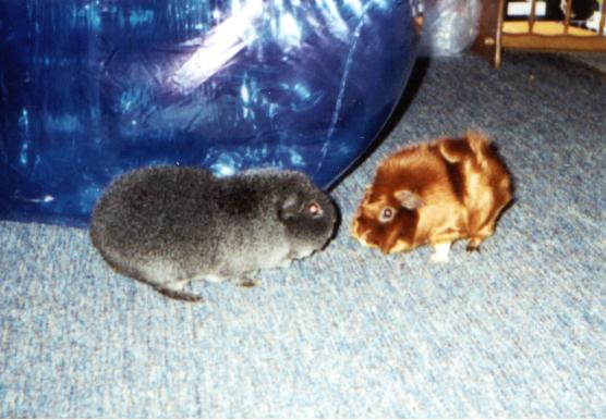 All about the wonderful guinea pig.&nbsp; Tons of pictures and useful information.
