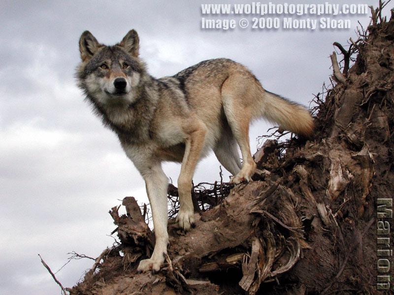 A site all about wolves with information and many many pictures.