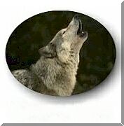 Instead of Flower - adopt a Wolf and help them live!