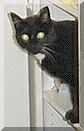 Go see To Lesa's Pet Garden