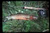 Rio Grande Cutthroat Male