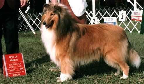 Am/Can Ch. Crispin Braveheart
