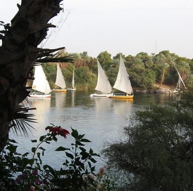 Fellucas on the Nile as seen from the botanical gardens. 