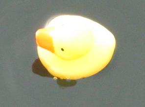Rubber ducky swimming in the Nile River.