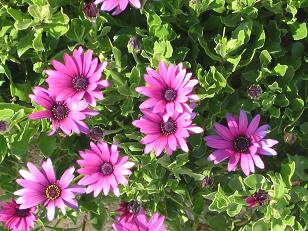 Pretty flowers outside of our hotel.