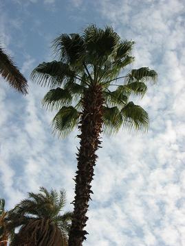 Palm tree in the botanical gardens of Aswan.