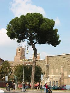 This is a typical pine tree from the region of Lazio.&nbsp; They look really different from what I'm used to back in Searcy.