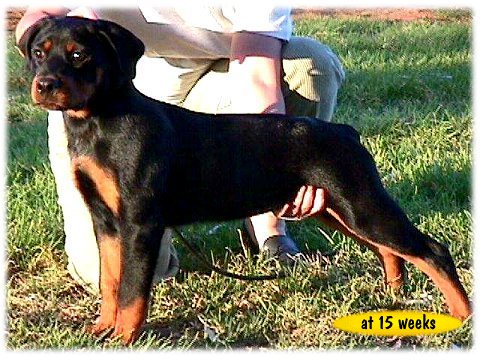 Blaise at 15 weeks