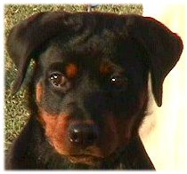 Blaise head shot