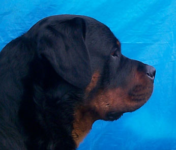 cujo