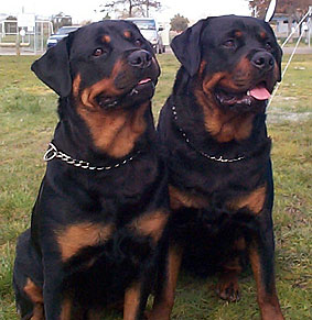 ebony & cujo