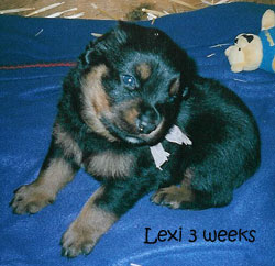 3 weeks