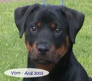 york