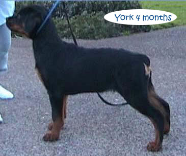york