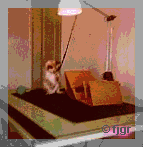 Gatinho Pop fotografado por FJGR em 1988.