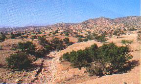 argan forest