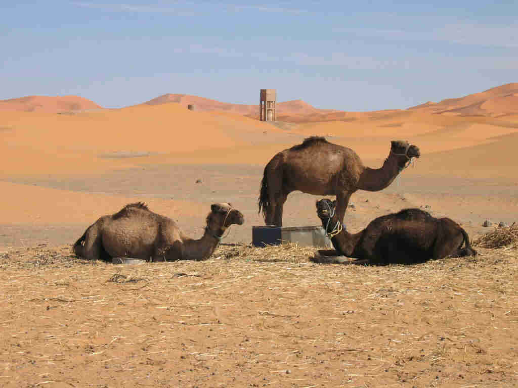 dromadaries of a desert convoy