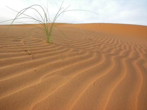 plant in desert