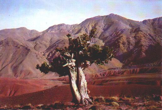 junipers thurifer