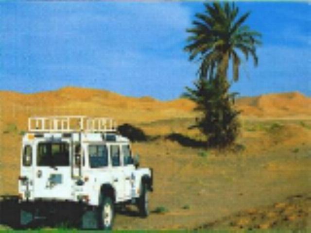 desert plain, palm tree