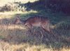 bushbucks.jpg (2844 bytes)