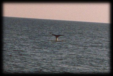Sperm whale will dive and only then you see the fluke. Whale will appear to surface after some 30 minutes, but maybe kilometres away