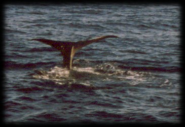 From whalesafari.com website hundreds of flukes are listed