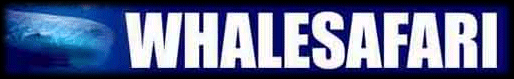 Click here for more whale and whalesafari INFO