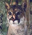 Panther Graphic