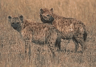 [Two spotted hyenas, standing in grass]
