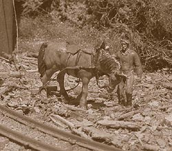 Camp 4 may be running steam powered "donkeys", but there is still room for a piece of real "horspower"