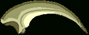 Megaraptor namunhuaiquii