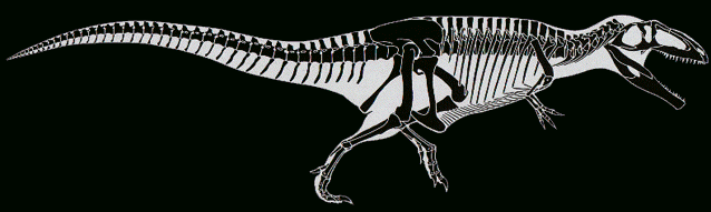 Giganotosaurus carolinii