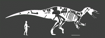 Suchomimus tenerensis