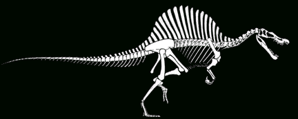 Spinosaurus aegyptacus