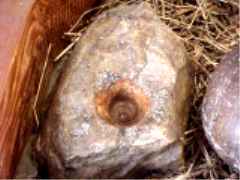 St. Fillan's stone to heal abdomen