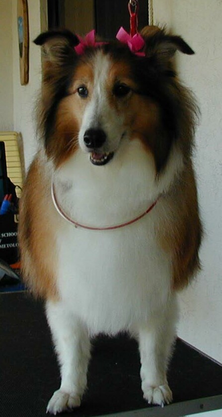fancy dog