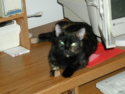 Ugly Cat