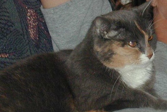 pet matriarch