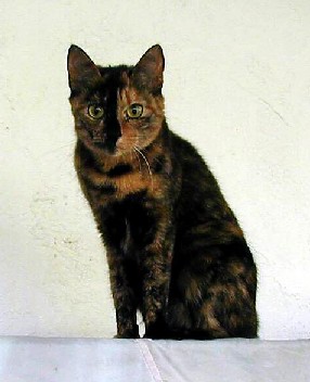 Brat Cat