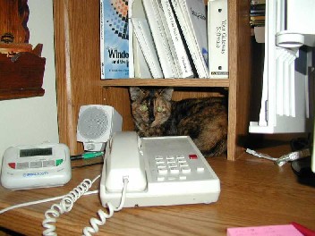Brat Cat