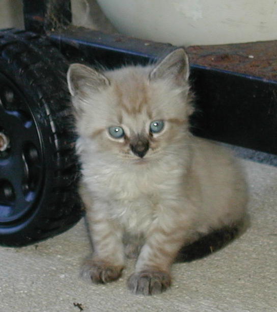 Brat Cat 2