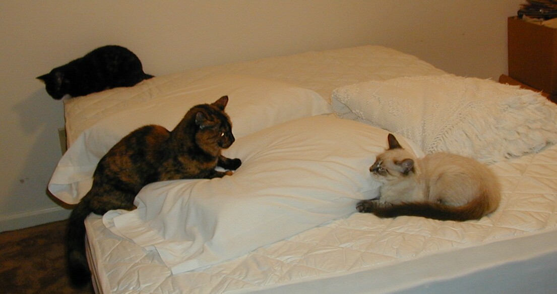 3 kitty-kateers