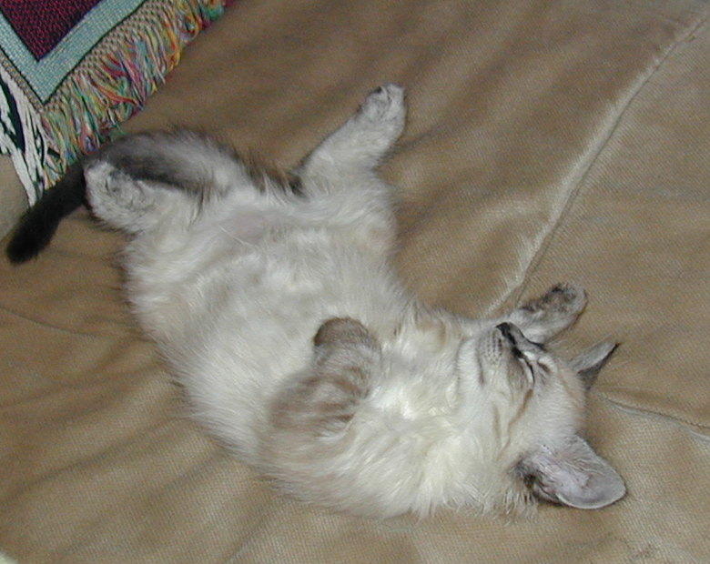  Sleeping Brat Cat