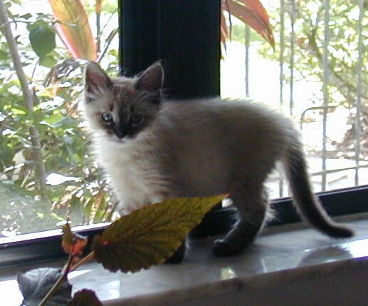  Window Cat