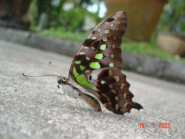 Butterfly