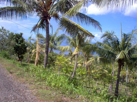 Flatland for sale 19000sqm | 1,90 hectare the best ocean view