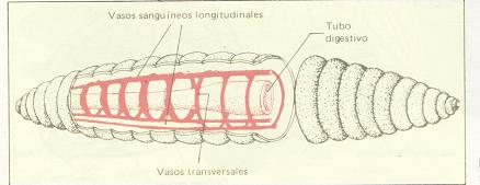 PARTES DE LA LOMBRIS
