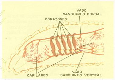PARTES DE LA LOMBRIS