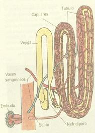 PARTES DE LA LOMBRIS